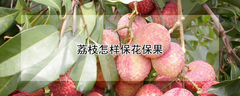 荔枝怎樣保花保果