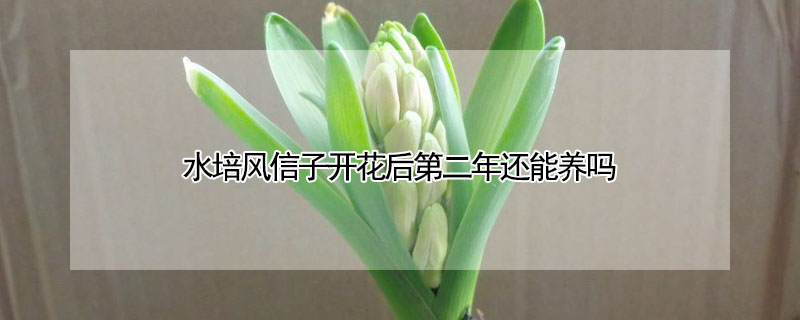 水培風(fēng)信子開花后第二年還能養(yǎng)嗎