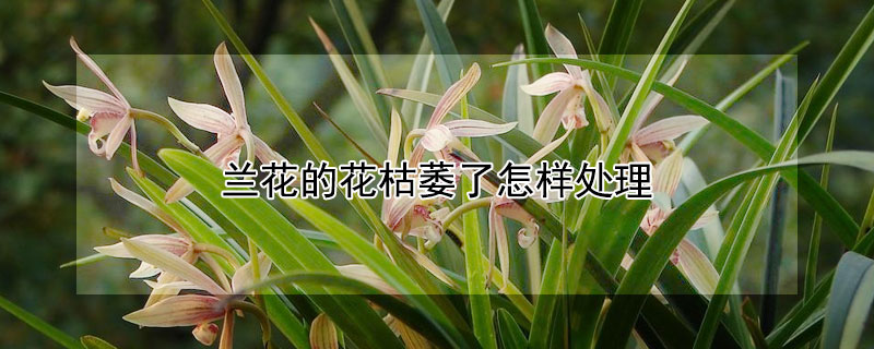 蘭花的花枯萎了怎樣處理