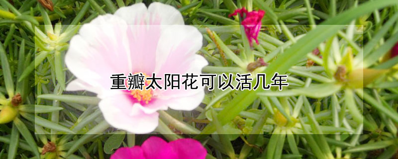 重瓣太陽花可以活幾年