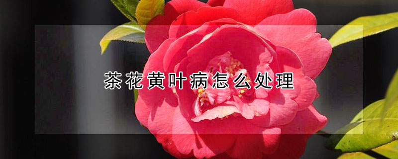 茶花黃葉病怎么處理