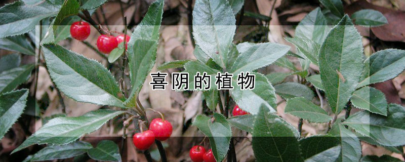 喜陰的植物