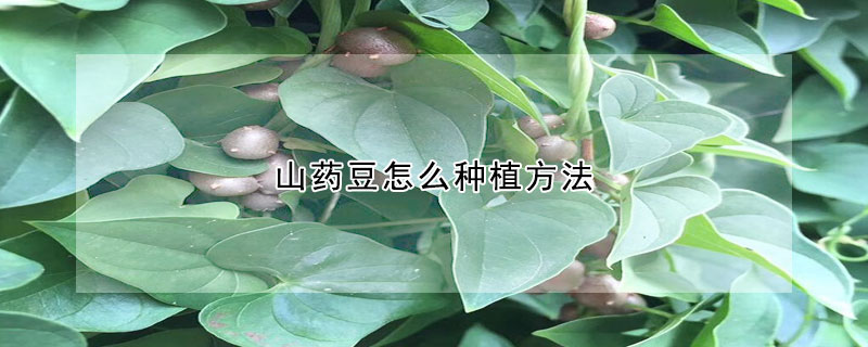 山藥豆怎么種植方法