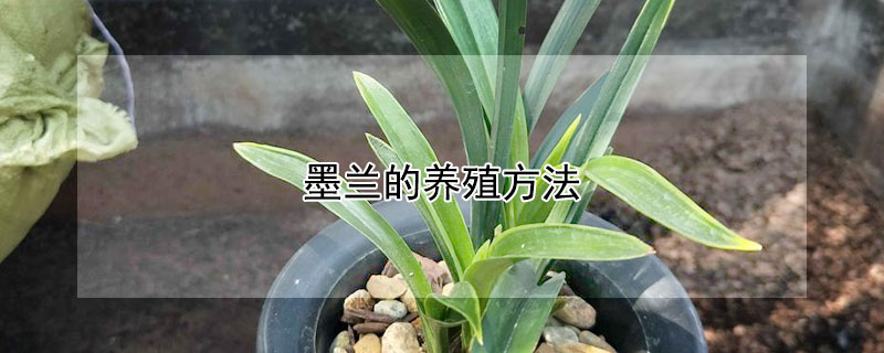 墨蘭的養(yǎng)殖方法