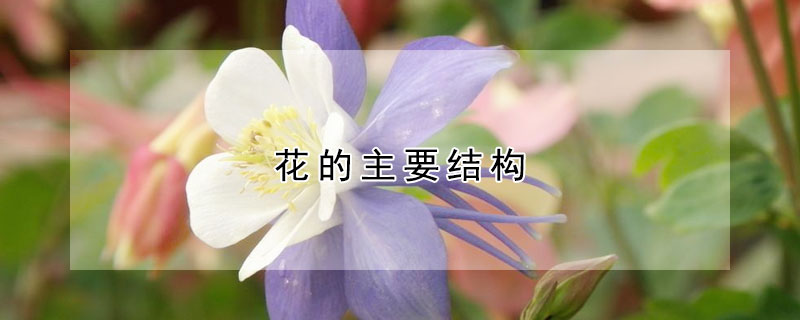 花的主要結構