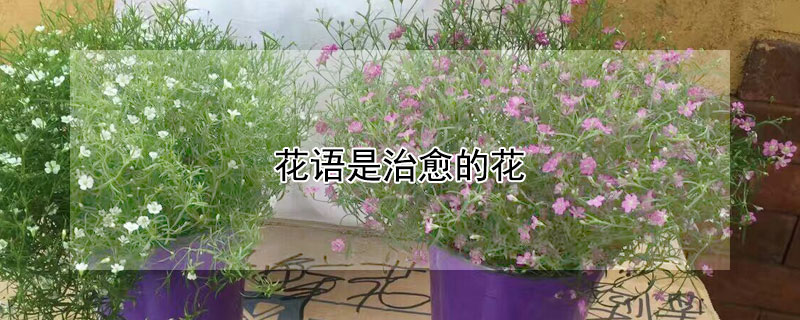 花語是治愈的花