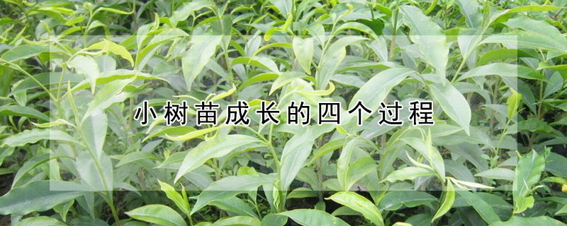 小樹苗成長(zhǎng)的四個(gè)過程