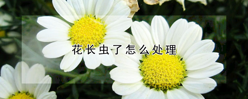 花長蟲了怎么處理