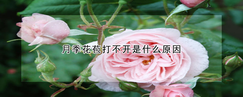 月季花苞打不開是什么原因