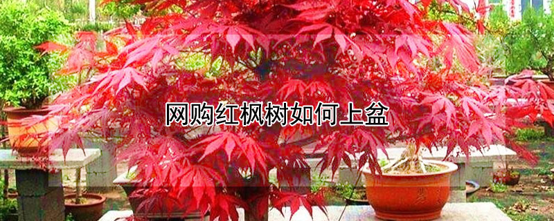 網購紅楓樹如何上盆