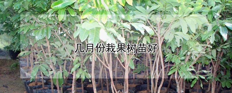 幾月份栽果樹苗好