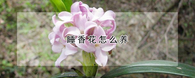 睡香花怎么養