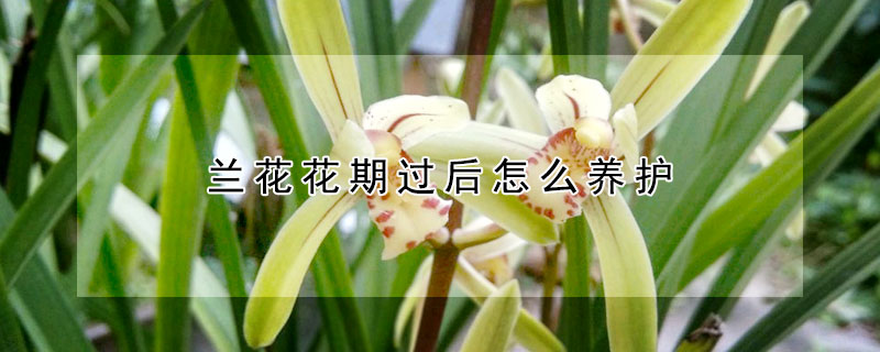 蘭花花期過后怎么養護