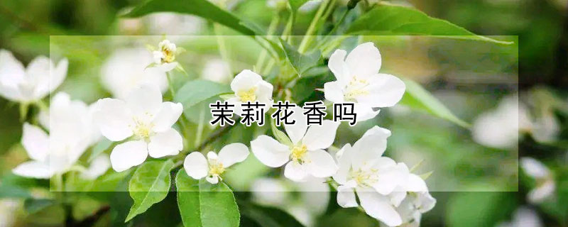 茉莉花香嗎