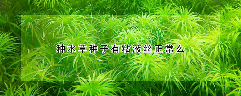 種水草種子有粘液絲正常么