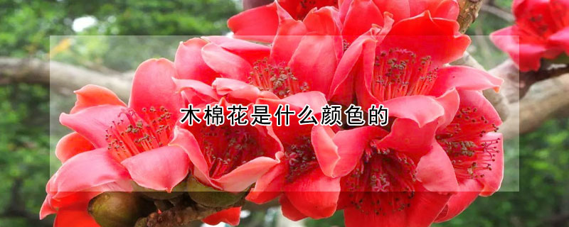 木棉花是什么顏色的