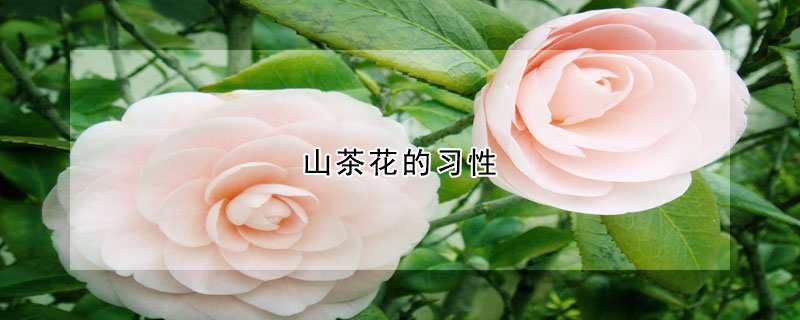 山茶花的習(xí)性