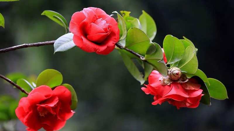 四季紅山茶花怎么養