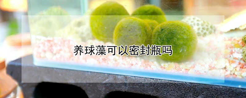 養球藻可以密封瓶嗎