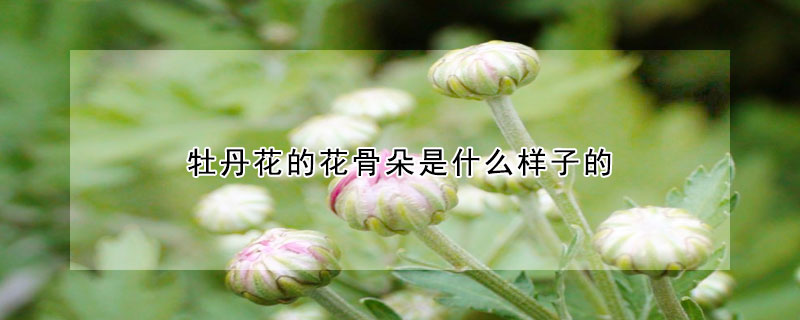 牡丹花的花骨朵是什么樣子的