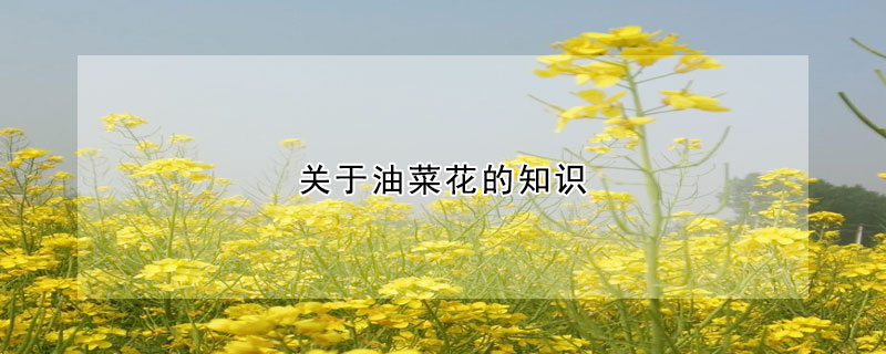 關于油菜花的知識