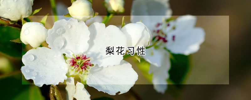 梨花習性