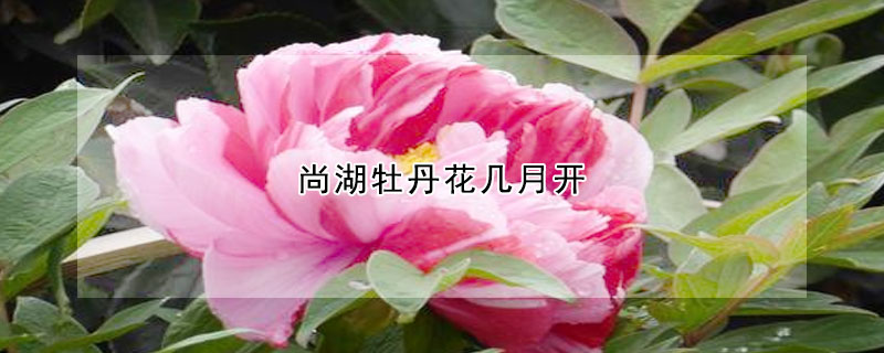 尚湖牡丹花幾月開