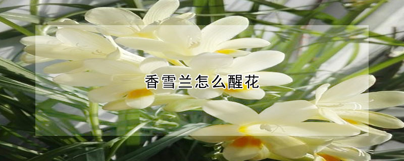 香雪蘭怎么醒花