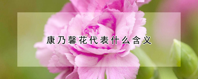 康乃馨花代表什么含義