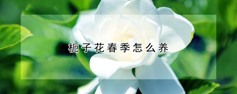 枙子花春季怎么養(yǎng)