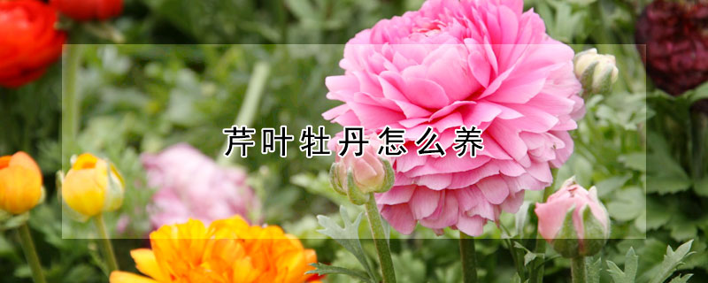 芹葉牡丹怎么養(yǎng)