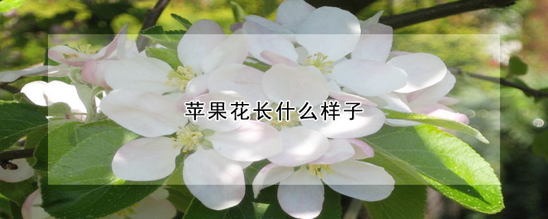 蘋果花長什么樣子