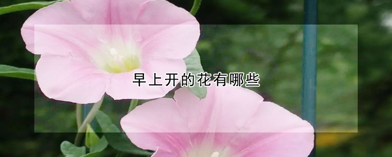 早上開(kāi)的花有哪些