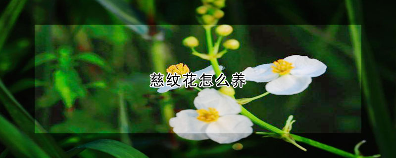 慈紋花怎么養(yǎng)