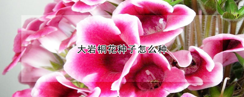 大巖桐花種子怎么種