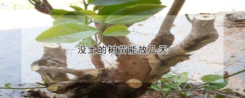 沒土的樹苗能放幾天