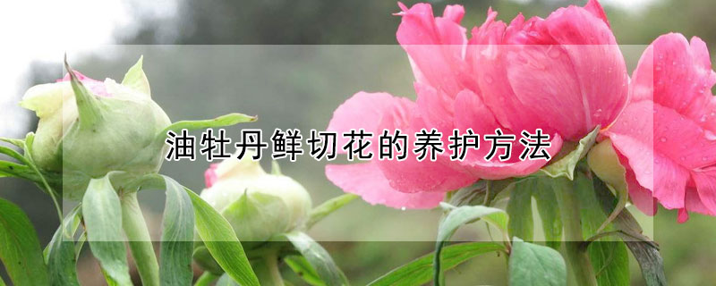 油牡丹鮮切花的養(yǎng)護(hù)方法