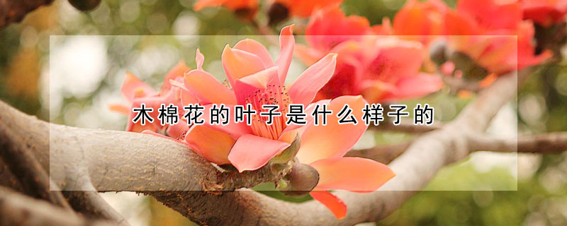 木棉花的葉子是什么樣子的