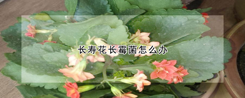 長(zhǎng)壽花長(zhǎng)霉菌怎么辦