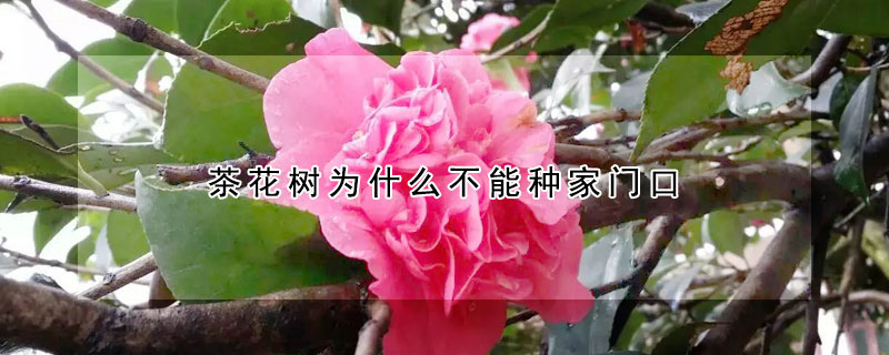 茶花樹為什么不能種家門口