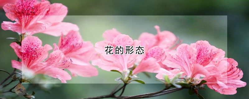 花的形態(tài)