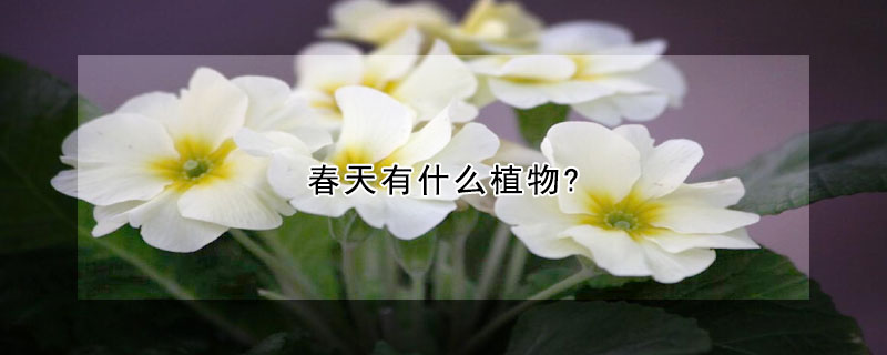 春天有什么植物?