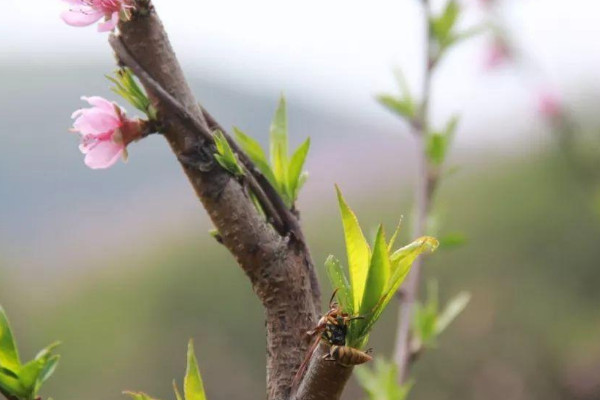 桃花的芽長什么樣子