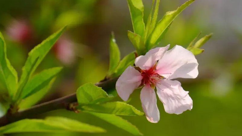 桃花的葉子長什么樣子