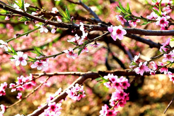 桃花的葉子長什么樣子