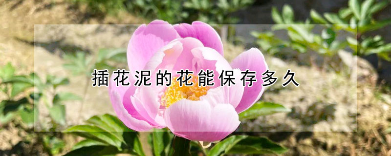 插花泥的花能保存多久