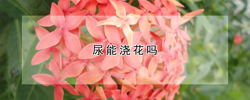 尿能澆花嗎