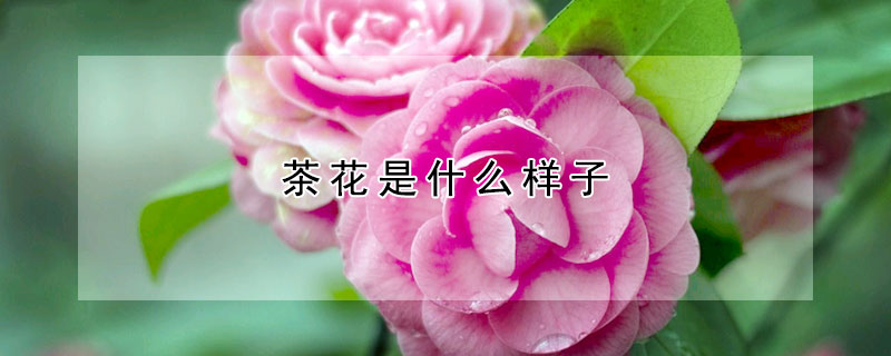 茶花是什么樣子