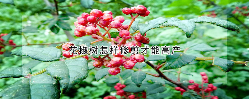 花椒樹怎樣修剪才能高產