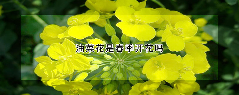 油菜花是春季開花嗎